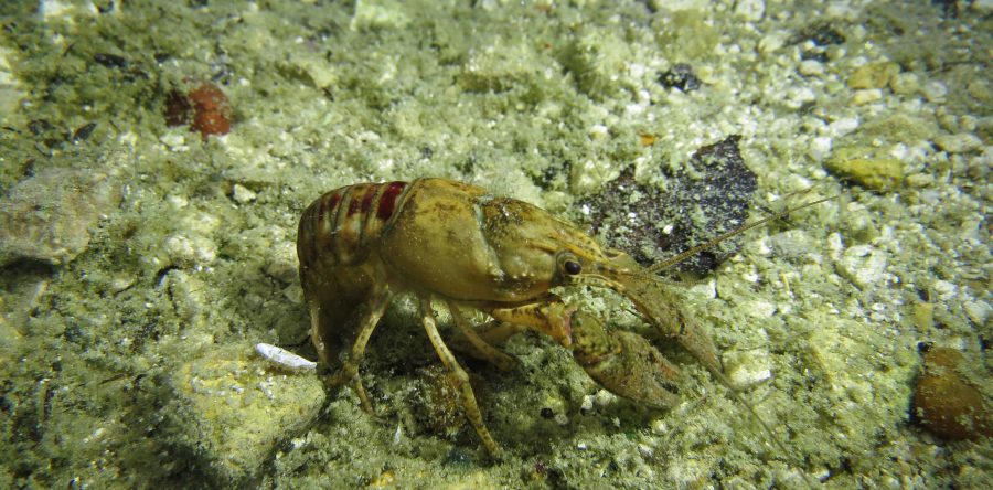 Galerie Lac de Beaumont